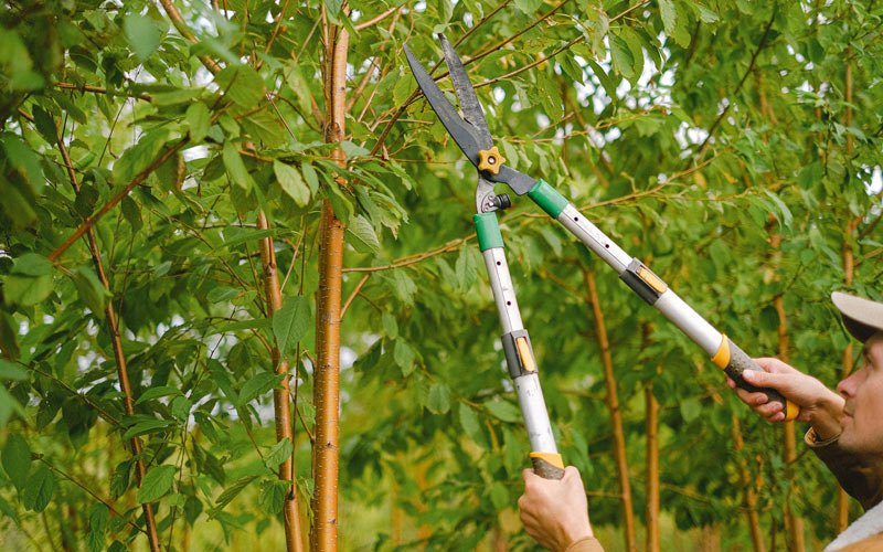 Tree trimming in Blossburg, PA
